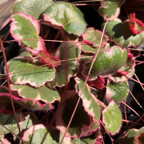 Saxifraga stolonifera "Tricolor" [Vaso 12cm]