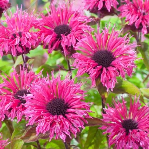 Monarda didyma "Pink Lace" [Vaso 18cm]