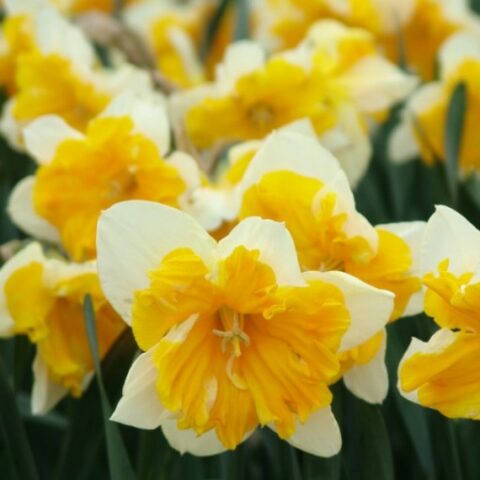 Narciso Orangery (5 BULBI)