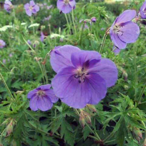 Geranium sanguineum "Vision Violet" [Vaso 14cm]