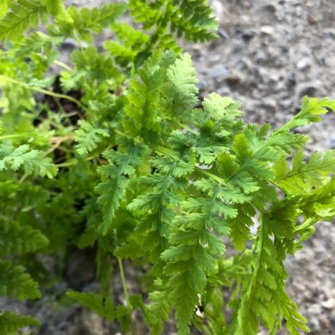 Athyrium filix-femina "Frizelliae" [Vaso 10cm]