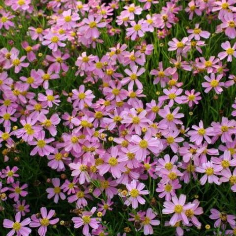 Coreopsis rosea "American Dream" [Vaso 10cm]