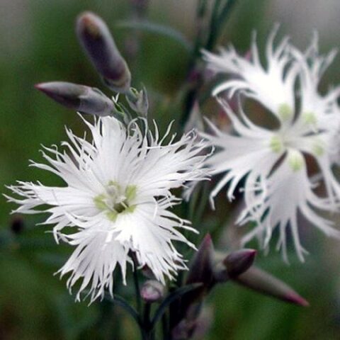 Dianthus arenarius f. nanus "Little Maiden" [Vaso 18cm]
