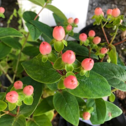 Hypericum "Miracle Blossom" [Vaso 17cm]