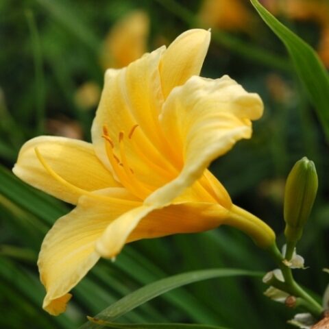 Hemerocallis "Stella de Oro"