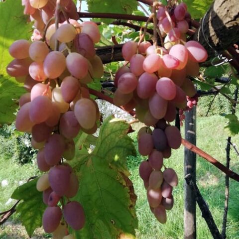 Uva da tavola rosa "Zemira" [Vaso 2 Litri]