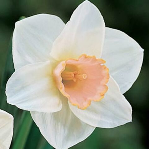 Narciso Salome (5 BULBI)