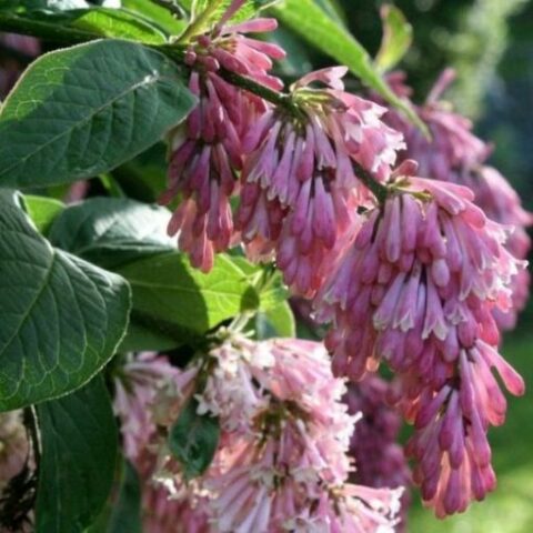 Syringa reflexa (Lill) [Vaso 20cm | H. 90-110 cm.]