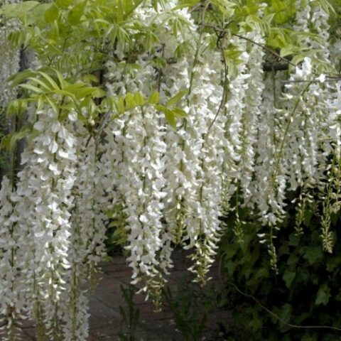 Wisteria sinensis "Alba" (Glicine comune) [Vaso 18cm]
