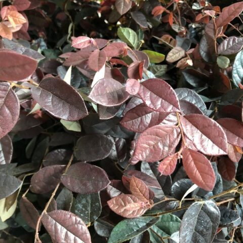 Loropetalum chinense "Fire Dance" [Vaso 18cm]