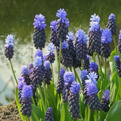 Muscari Latifolium (15 BULBI)