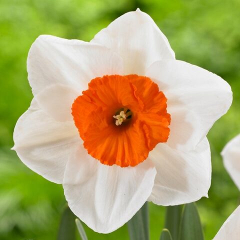 Narciso Large Cupped Professor Einstein (5 BULBI)