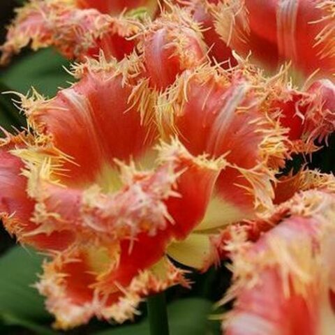 Tulipano Fringed Joint Division (10 BULBI)