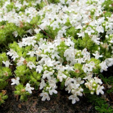 Thymus serpyllum "Albus" (Timo) [Vaso 18cm]