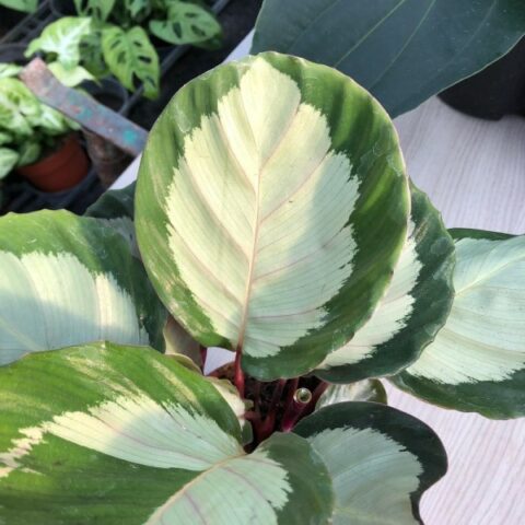 Calathea roseopicta "Tanja" [Vaso 12cm | H. 35 cm.]
