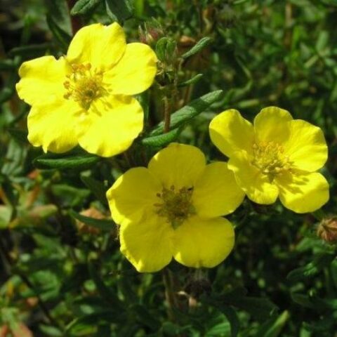 Potentilla fruticosa "Goldstar" [Vaso 16cm]