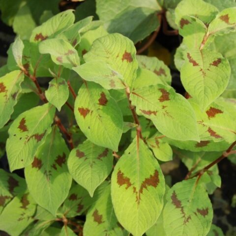 Persicaria filiformis "Variegatum" (Polygonum) [Vaso 18cm]