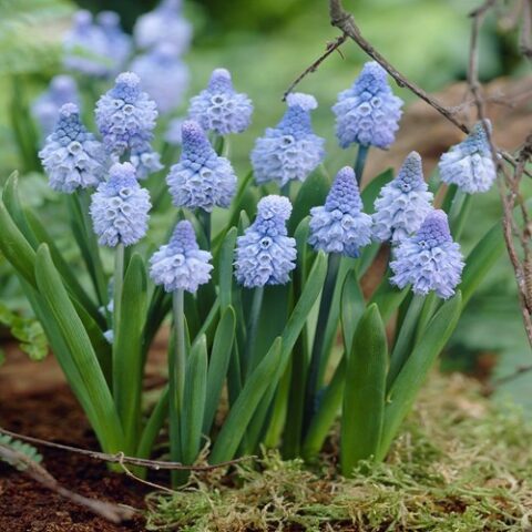 Muscari Azureum (15 BULBI)