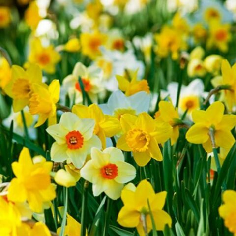 Narciso All Types Mixed (5 BULBI)
