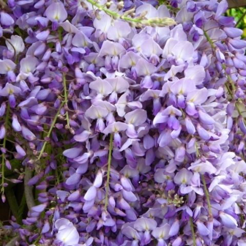 Wisteria sinensis "Amethyst" (Glicine comune) [Vaso 15cm]