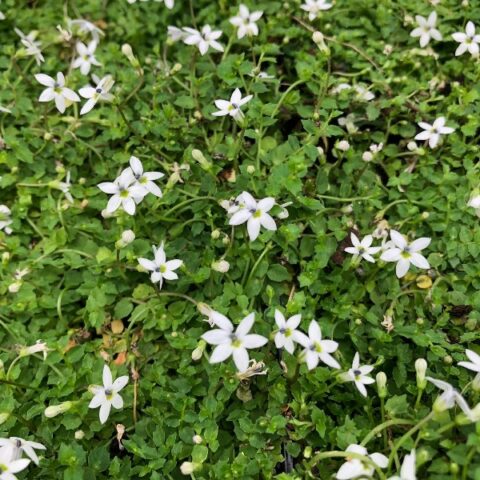 Isotoma fluviatilis "Albus" [Vaso 10cm]
