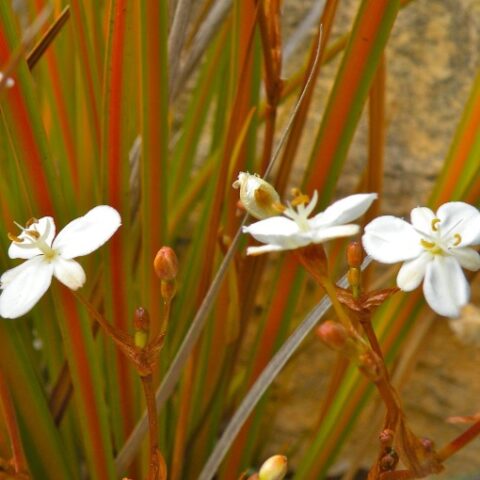 Libertia peregrinans [Vaso 18cm]