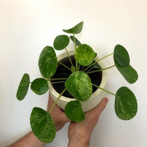 Pilea peperomioides "Variegata" (Pianta delle Monete Cinesi) [Vaso 13cm| H. 20 cm.]
