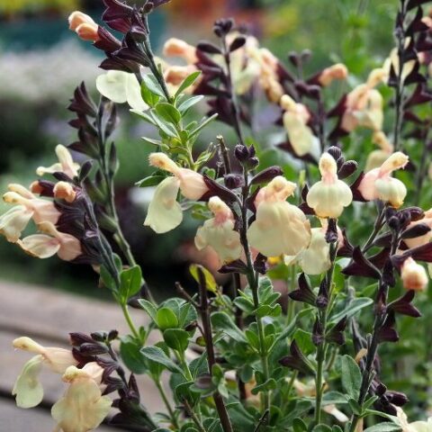 Salvia microphylla "Navajo" [Vaso 18cm]