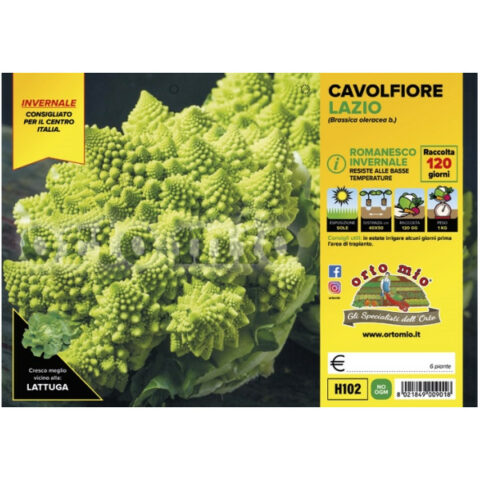 Cavolfiore romanesco invernale "Lazio F1" [1 Plateaux da 6]