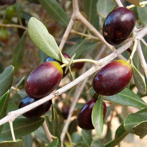 Olea europaea "Leccino" (Olivo) [H. 100-120 cm.]