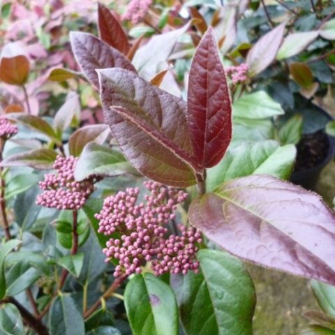 Viburnum tinus "Purpureum" (Viburno) [Vaso 15cm]