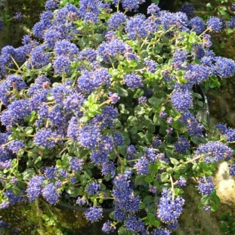 Ceanothus "Autumnal Blue" [Vaso 15cm]