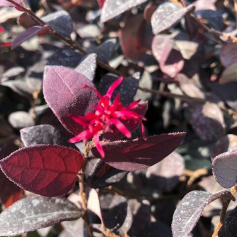 Loropetalum chinense "Ever Red" [Vaso 19cm]