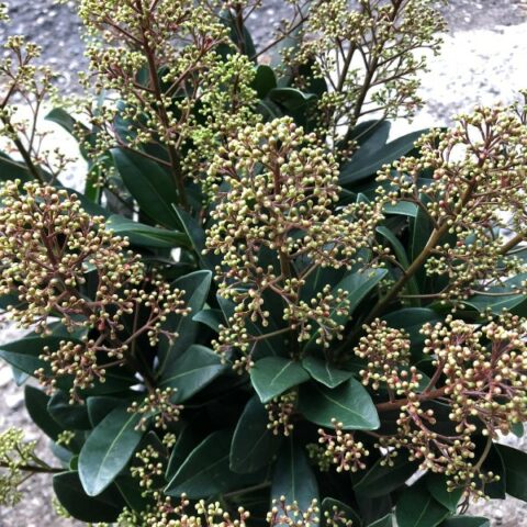 Skimmia japonica "Attraction" [Vaso 19cm]