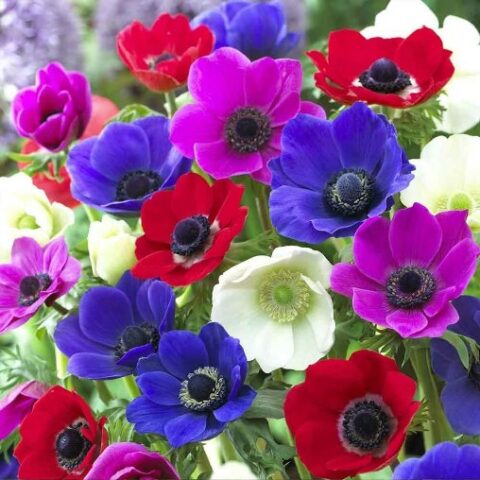 Anemone Coronaria de Caen Mixed (10 BULBI)