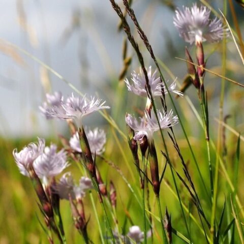 Dianthus monospessolanus [Vaso 18cm]