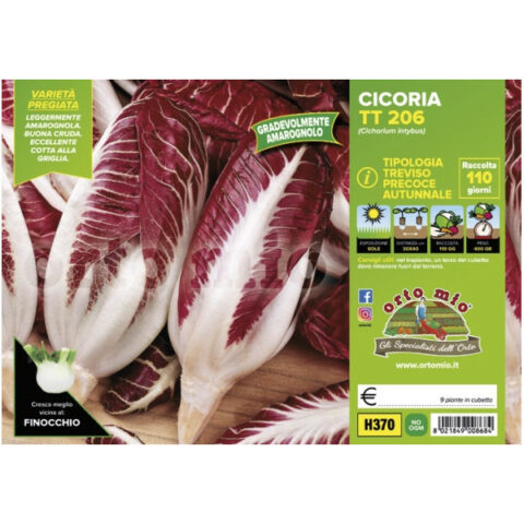 Cicoria e RadicchioRosso di Trevisoprecoce autunnale "TT 206" [1 Plateaux da 9]