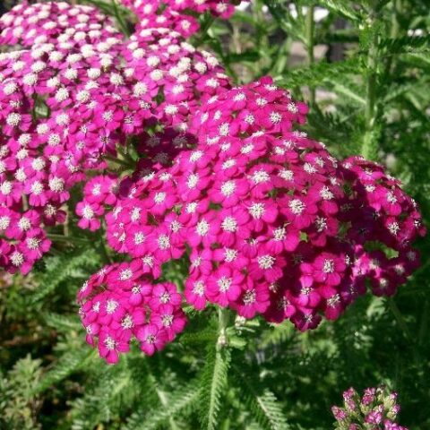Achillea millefolium "Cassis" [Vaso 18cm]