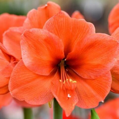 Amaryllis Orange (1 BULBO)