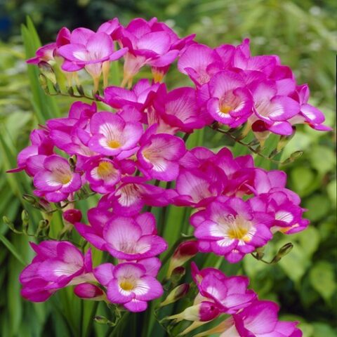 Freesia Single Pink (10 BULBI)