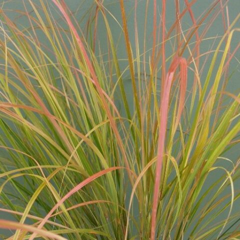 Stipa arundinacea "Sirocco" [Vaso 14cm]