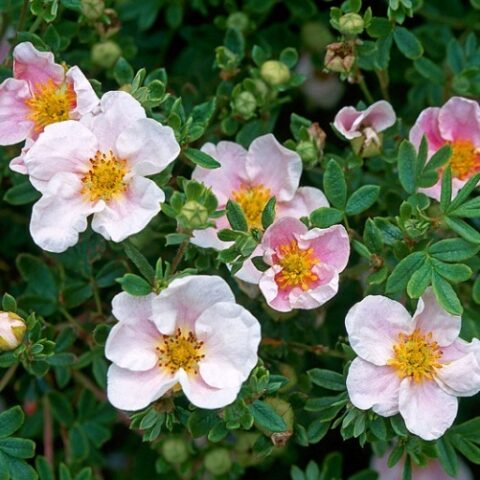Potentilla fruticosa "Blink" [Vaso 14cm]