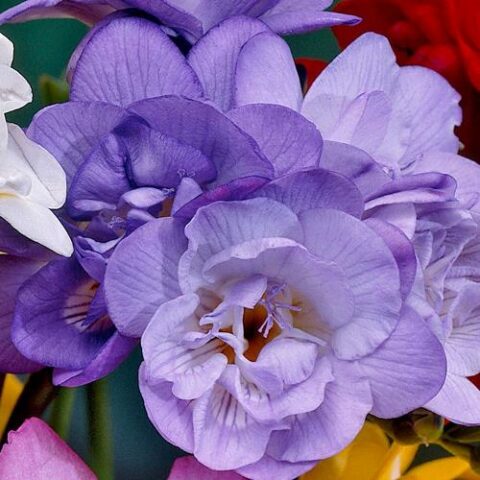 Freesia Double Blue (10 BULBI)