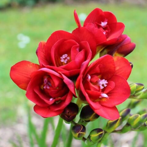 Freesia Double Red (10 BULBI)