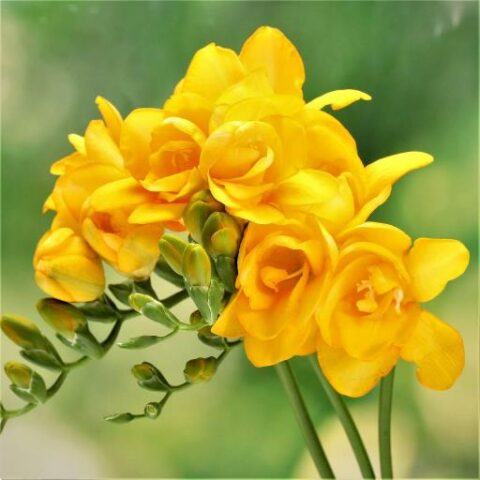 Freesia Double Yellow (10 BULBI)
