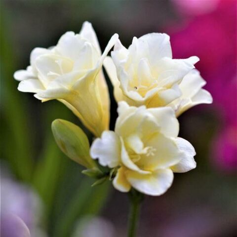 Freesia Double White (10 BULBI)