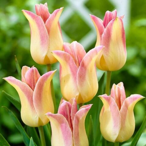 Tulipano Elegant Lady (10 BULBI)