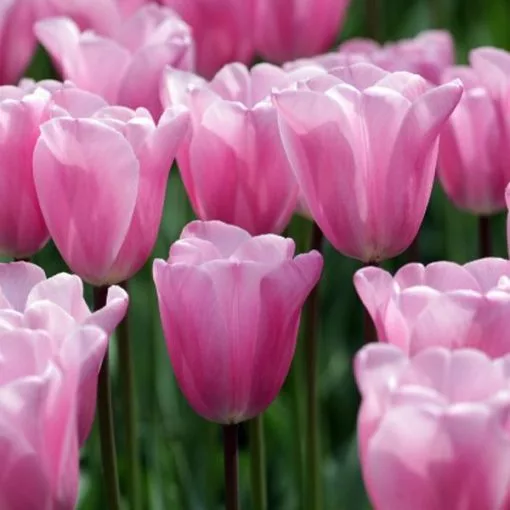 Tulipano Mistress (10 BULBI)