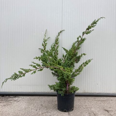 Juniperus chinensis "Blue Alps" (Ginepro cinese) [Vaso 24cm]