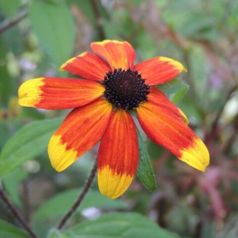 Rudbeckia triloba "Prairie Glow" [Vaso 10cm]